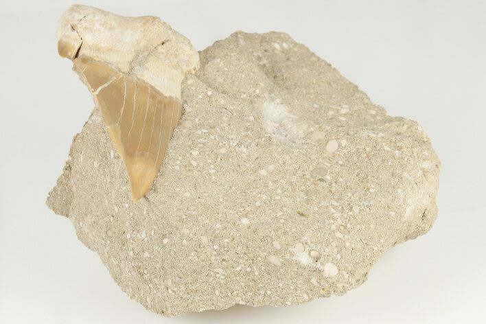 Bargain, Otodus Shark Tooth Fossil in Rock - Huge Tooth! #201140